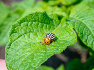 Naklejka premium Colorado Bettle Feeding on Leaf of Potato Plant