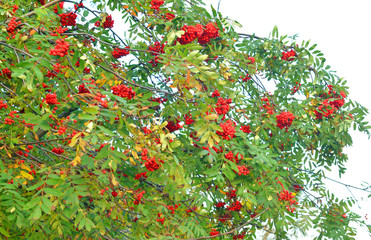 Rowanberry tree at early autumn.