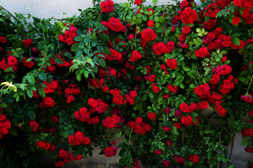 Great bush of red roses