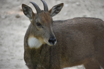 Himalayan Goral Goat at National Zoological Park at Delhi