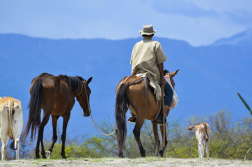 Fototapeta premium horses, man and calf