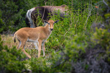 Naklejka na ściany i meble A baby Bontebok antelope calf stays close to its mother as it looks at the photographer in the Cape Point Nature Reserve, South Africa 