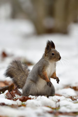 Red Squirrel standing on snow