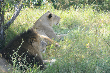 Couple of male and female lions resting under the tree.