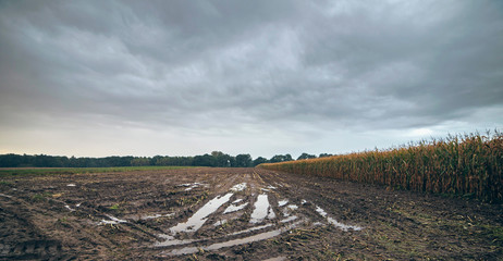 Tire tracks with rainwater in arable field under dark cloudy sky © ysbrandcosijn