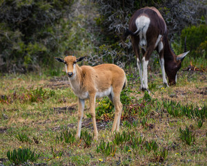 Cute baby Bontebok antelope calf looks curiously at the photographer while staying close to its mother in the Cape Point Nature Reserve, South Africa.