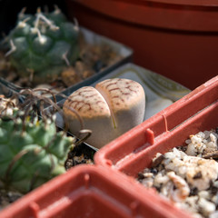 Close up of small brown lithops growing in succulent collection, succulent plant native to desert regions of Africa and exotic houseplant
