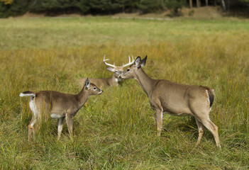 Obraz premium White-tailed deer in an autumn meadow