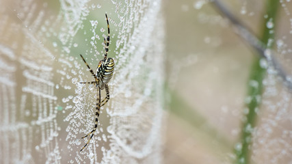 Spinne und Spinnennetz im Morgentau