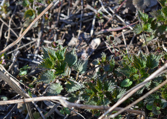 New plants of stinging nettle sprouting from soil in spring, arrival of spring in the park