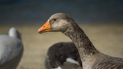 Gans am Stausee