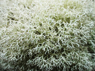 moss