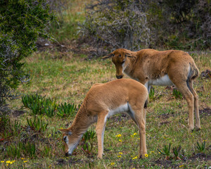 Naklejka na ściany i meble Baby Bontebok antelope calf looks to see what its sibling has found on the ground, in the Cape Point Nature Reserve, South Africa. 