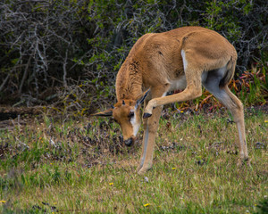 Naklejka na ściany i meble A cute baby Bontebok antelope calf scratches the side of its head with its hind leg. Cape Point Nature Reserve, South Africa