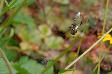 Wasp spider with prey