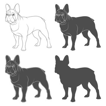 Set of black and white images of a French bulldog. Isolated vector objects on white background.