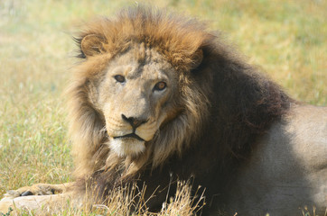 Obraz na płótnie Canvas Close-up portrait of a old fluffy Lion