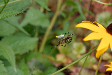 Wasp spider with prey