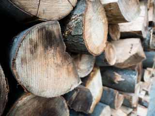 Many wood logs outdoor