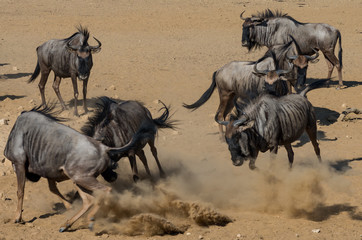 Blue Wildebeest chasing each other, raising dust