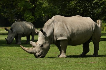 Obraz premium Nosorożec biały w pięknym środowisku naturalnym. Dzikie zwierzęta w niewoli. Prehistoryczne i zagrożone gatunki w zoo.