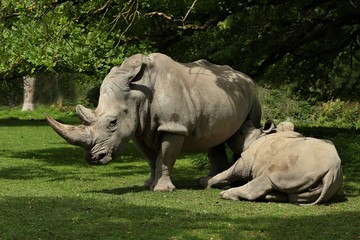 Naklejka premium White rhinoceros in the beautiful nature looking habitat. Wild animals in captivity. Prehistoric and endangered species in zoo.