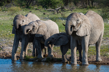 Fototapeta na wymiar African elephant family drinking together