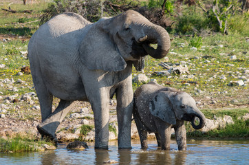 Mud covered African elephant cow and calf drinking together