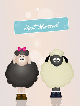 sheeps in love