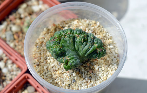 Euphorbia obesa cristata potted in plastic container on window sill, exotic succulent plant from Southern Africa, fasciated baseball plant