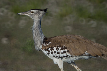 Close-up of head and body of striding Kori bustard bird