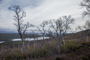 A beautiful forest on a hillside. Autumn wood scenery in the Norwegian mountains. Colorful forest landscape in north.