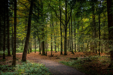 Herbstwald 3