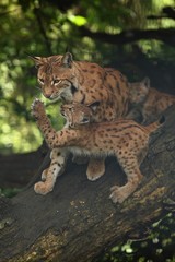 Fototapeta na wymiar Euroasian lynx in the bavarian national park in eastern germany, european wild cats, animals in european forests, lynx lynx 