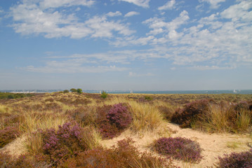 Sand dunes of Studland National Nature Reserve