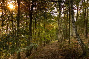 Herbstwald 5