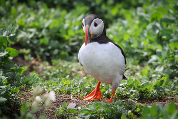 Atlantic Puffin