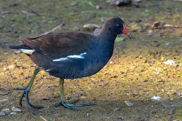 Moorhen walking