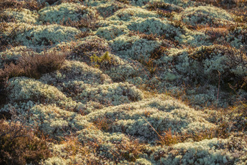 Beautiful plant closeup in the autumn in Norway. Colorful fall in Scandinavia.