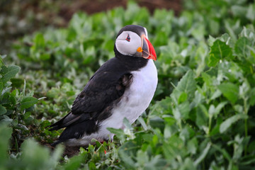 Fototapeta premium Atlantic Puffin