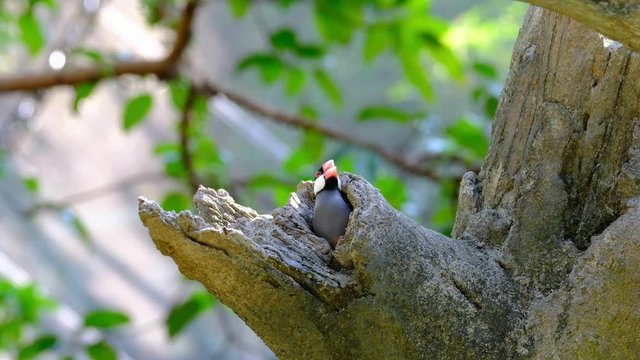 Java Sparrow (Padda Oryzivora)
