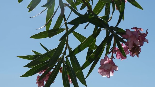 Fiore di oleandro rosa