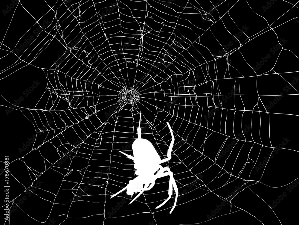 Canvas Prints white large spider in web