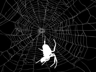 white large spider in web