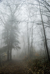 Fototapeta na wymiar Bosque en niebla