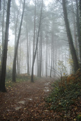 Bosque en niebla