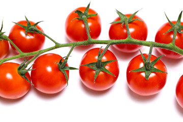 tomatoes on the branches