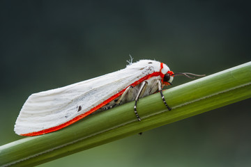 Red stripped white moth/lepidotera perches on green stem