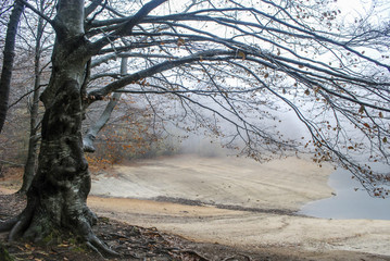 Bosque en niebla