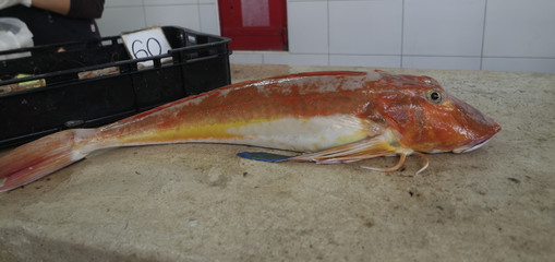 fresh fish from fish market in split